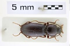 Foto (Dorsalansicht) von Selatosomus victor (Gurjeva, 1982) (NHMW-ZOO-COL-0008381)